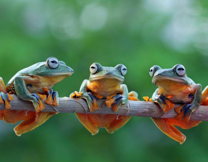 iStock Frogs June 2019 monthly commentary 
