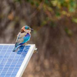 iStock bird on solar panel scaled 