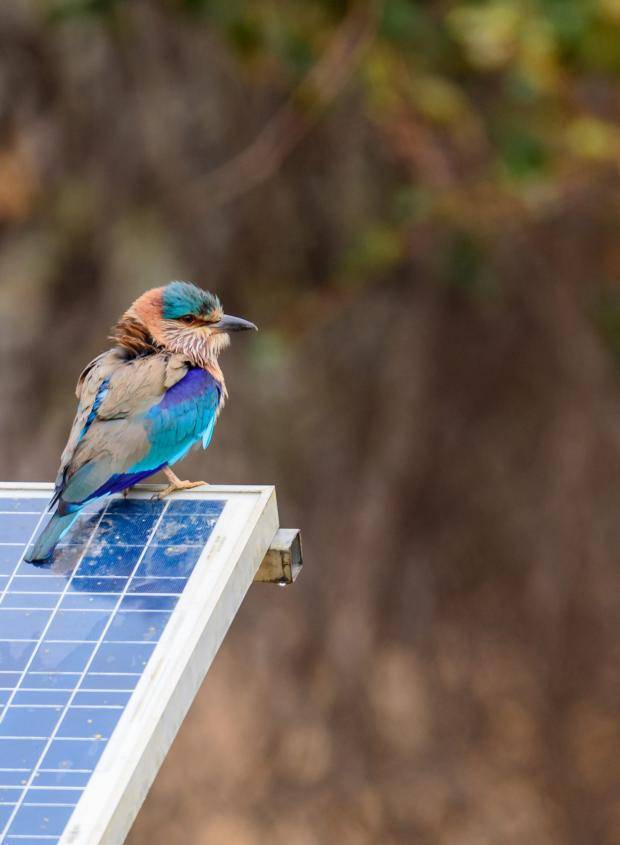 iStock bird on solar panel scaled 