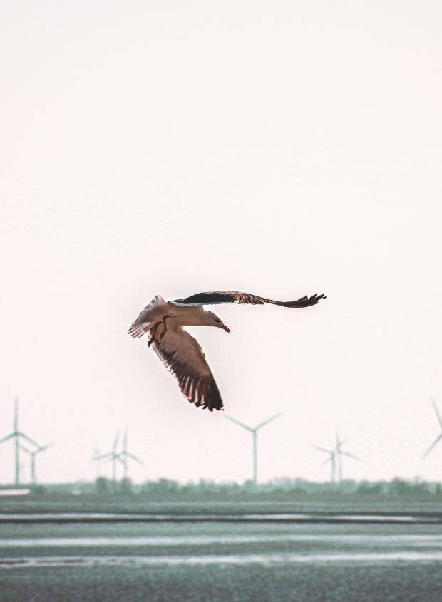 Bird wind turbines 