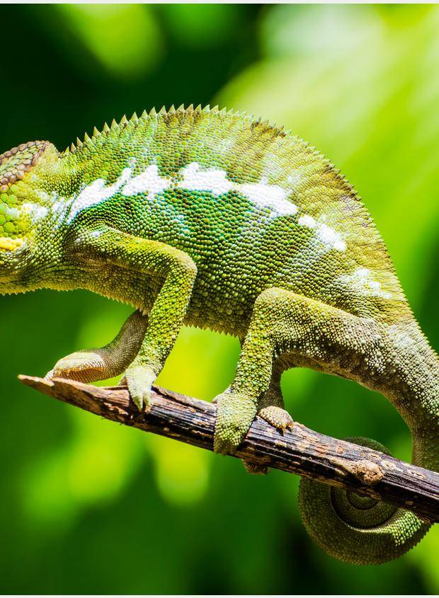Cameleon 