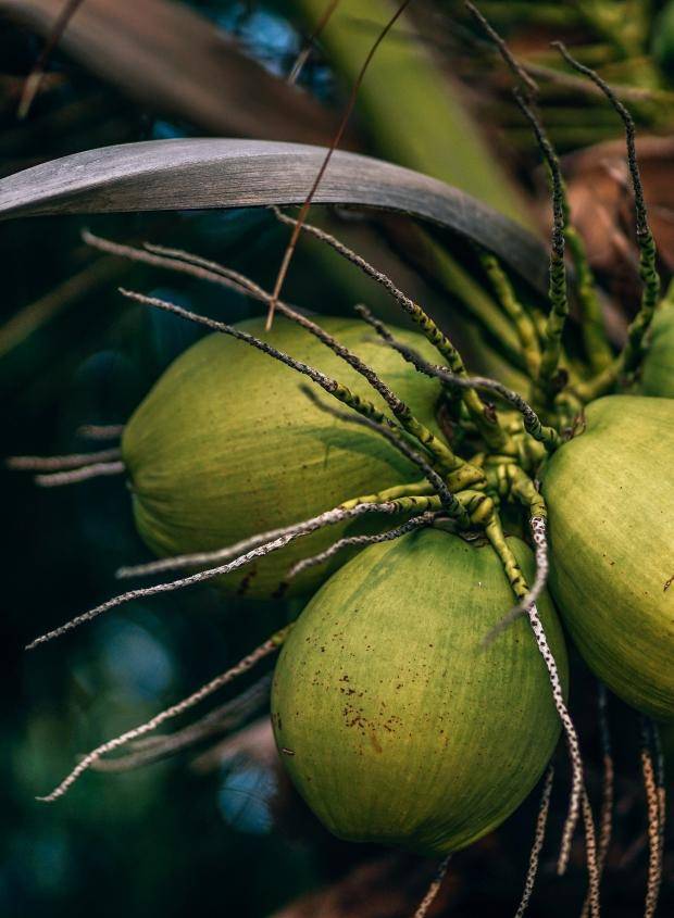 Coconuts 