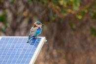 iStock bird on solar panel scaled 