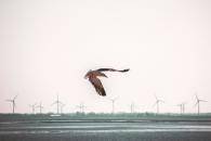 Bird wind turbines 