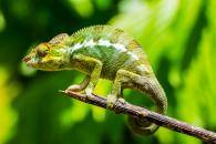 Cameleon