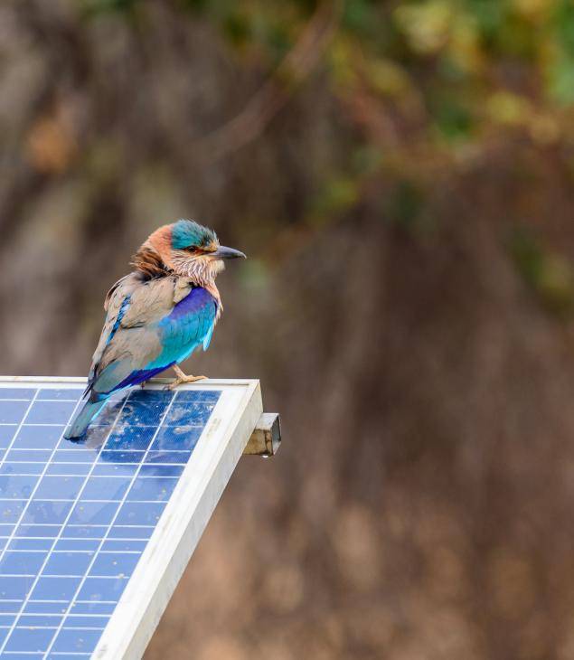 iStock bird on solar panel