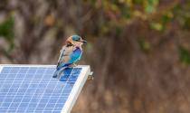 iStock bird on solar panel scaled 