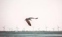 Bird wind turbines 
