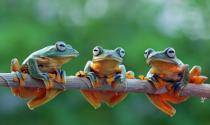 iStock Frogs June 2019 monthly commentary 
