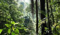 Jungle 