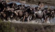 Stampede 